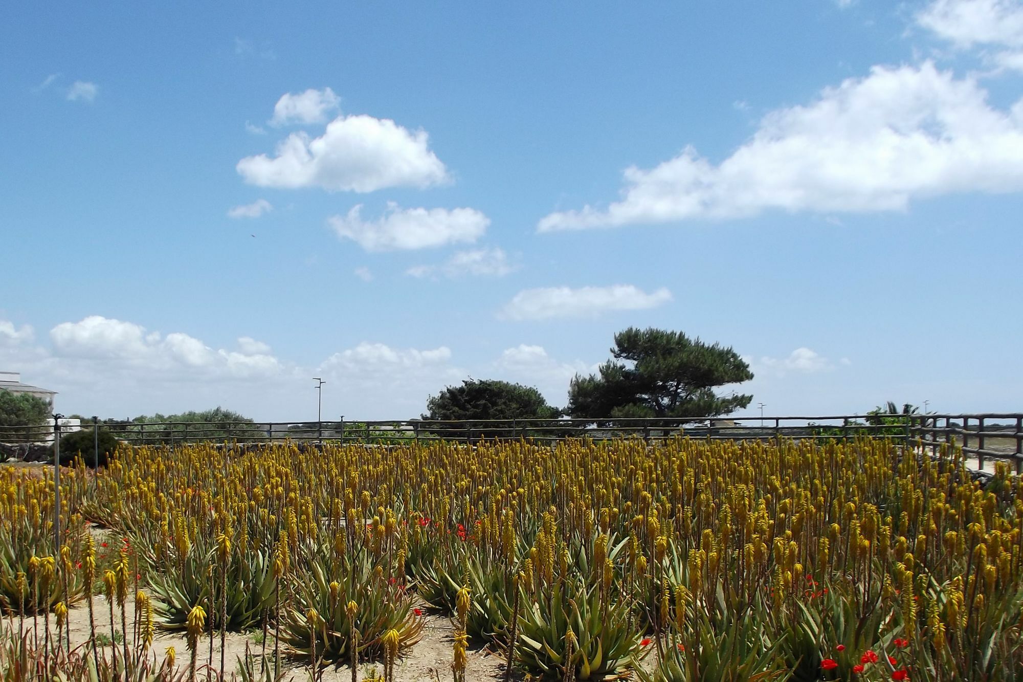 Il Giardino Delle Aloe Guest House Favignana Eksteriør bilde
